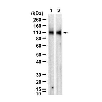 Anti-ApoER2/LRP-8 Antibody, clone 1B13 ZooMAb® Rabbit Monoclonal，254G，ZRB2349-25UL，Sigma