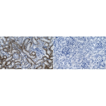 Anti-SCA-1/LY6A-E Antibody, clone 1J4-H2 ZooMAb® Rabbit Monoclonal，25UL，ZRB2309-25UL，Sigma