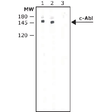 单克隆抗-c-Abl 小鼠抗，0.2ML，A5844-.2ML，Sigma