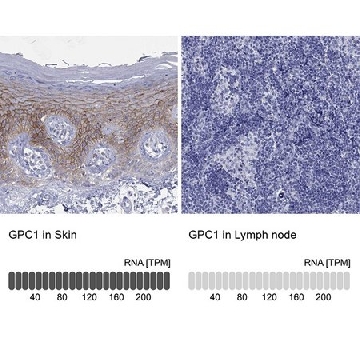 Anti-GPC1 antibody produced in rabbit，100UL，HPA070449-100UL，Sigma