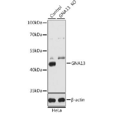 Anti-GNA13 antibody produced in rabbit，100UL，SAB5700223-100UL，Sigma