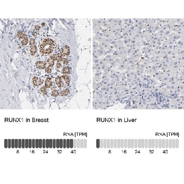 抗-RUNX1 兔抗，100UL，HPA004176-100UL，Sigma