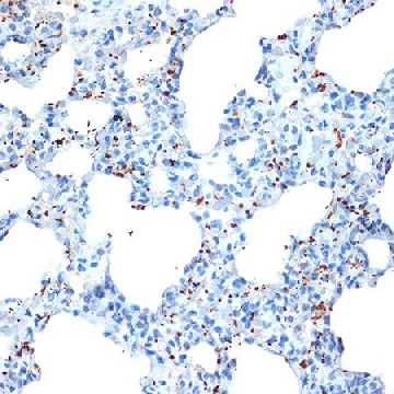 Anti-CXCL4/PF4 antibody produced in rabbit，100UL，SAB5701480-100UL，Sigma