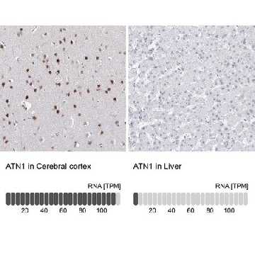 Anti-ATN1 antibody produced in rabbit，100UL，HPA031619-100UL，Sigma