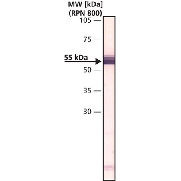 单克隆抗  β——微管蛋白 Ⅳ 小鼠抗，0.2ML，T7941-.2ML，Sigma