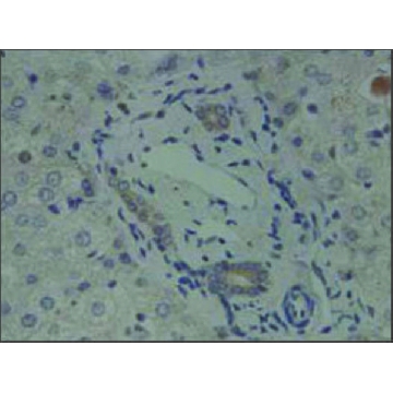 Anti-GLIS2 antibody produced in rabbit，100UL，AV30037-100UL，Sigma