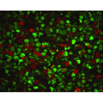 抗  CD3，T 细胞 兔抗，0.2ML，C7930-.2ML，Sigma