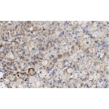 Anti-PTRH1 Antibody, clone 3O6 ZooMAb® Rabbit Monoclonal，4X25UL，ZRB1162-4X25UL，Sigma