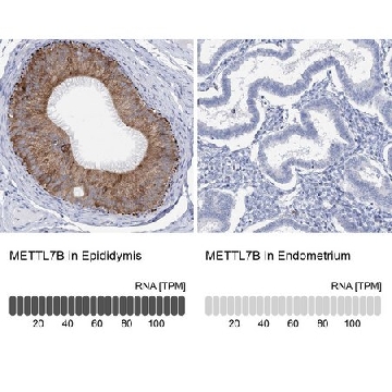 Anti-METTL7B antibody produced in rabbit，100UL，HPA038644-100UL，Sigma