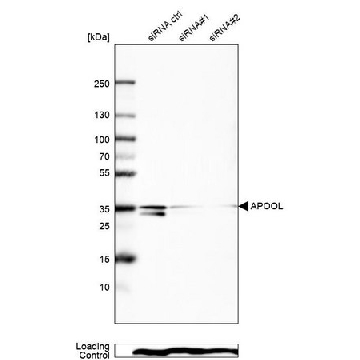 Anti-APOOL antibody produced in rabbit，100UL，HPA000612-100UL，Sigma