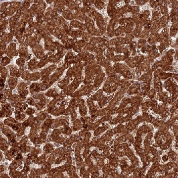 Anti-COX17 antibody produced in rabbit，100UL，HPA042226-100UL，Sigma