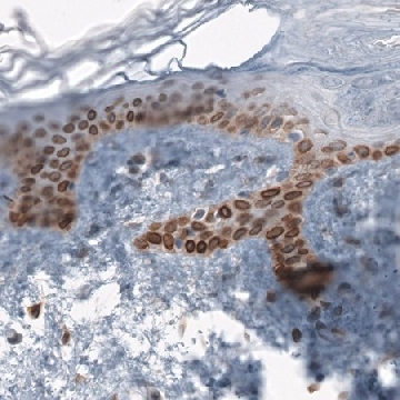 Anti-TMEM43 antibody produced in rabbit，100UL，HPA019198-100UL，Sigma