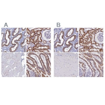 抗-OCIAD2 兔抗，100UL，HPA040979-100UL，Sigma
