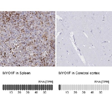 Anti-MYO1F antibody produced in rabbit，100UL，HPA055242-100UL，Sigma