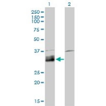 Monoclonal Anti-DNASE1L1 antibody produced in mouse，100UG，WH0001774M2-100UG，Sigma