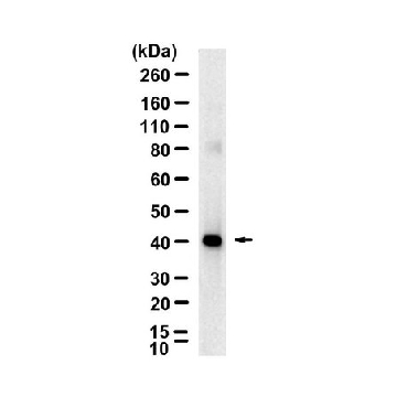 Anti-Cre Recombinase Antibody, clone 1J11 ZooMAb® Rabbit Monoclonal，4X25UL，ZRB1966-4X25UL，Sigma