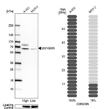 Anti-DONSON antibody produced in rabbit，100UL，HPA049033-100UL，Sigma