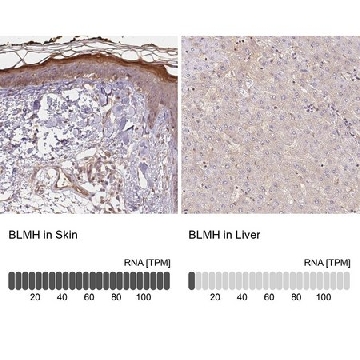 Anti-BLMH antibody produced in rabbit，100UL，HPA039548-100UL，Sigma