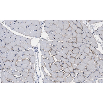 Anti-Dystrophin Antibody, clone 2C6 (MANDYS106) ZooMAb® Mouse Monoclonal，25UL，ZMS1051-25UL，Sigma
