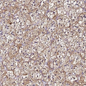 Anti-SMIM4 antibody produced in rabbit，100UL，HPA047771-100UL，Sigma