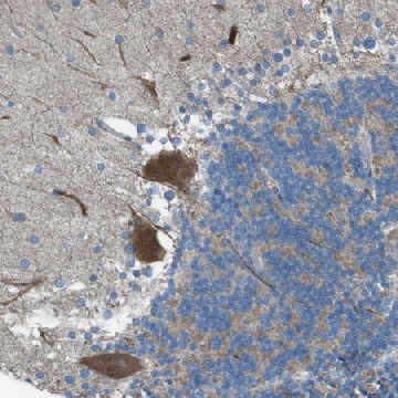 Anti-TMEM41B antibody produced in rabbit，100UL，HPA014946-100UL，Sigma