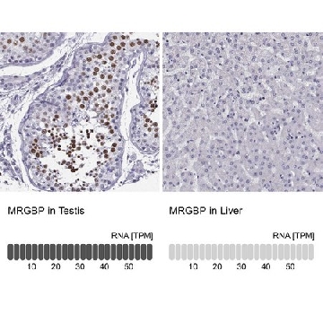 Anti-MRGBP antibody produced in rabbit，100UL，HPA017012-100UL，Sigma