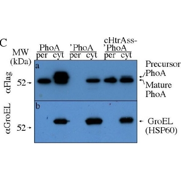 抗-GroEL 兔抗，0.5ML，G6532-.5ML，Sigma