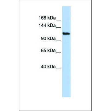 Anti-AFF3 antibody produced in rabbit，100UL，SAB2100069-100UL，Sigma