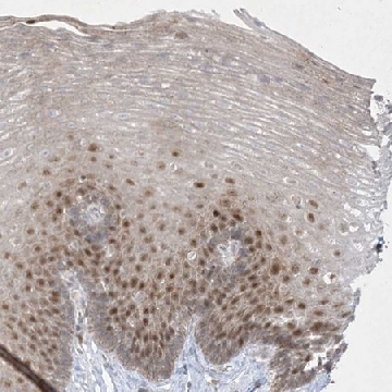 Anti-BHLHE40 antibody produced in rabbit，100UL，HPA028922-100UL，Sigma