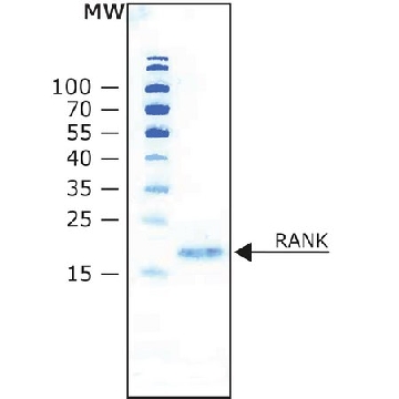 RANK 配体 来源于小鼠，10UG，R0525-10UG，Sigma