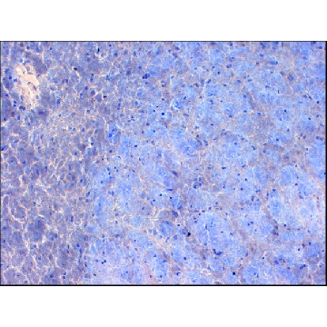 Monoclonal Anti-SCN2A1 antibody produced in mouse，100UG，SAB5200074-100UG，Sigma