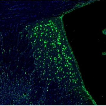 Anti-RPL9 antibody produced in rabbit，100UL，HPA003372-100UL，Sigma