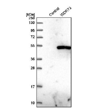抗-WDR73 兔抗，100UL，HPA039357-100UL，Sigma