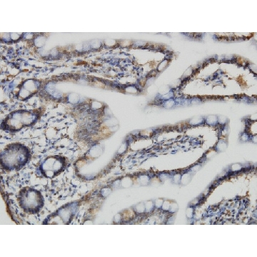 Monoclonal Anti-ACBD3 antibody produced in mouse，100UG，WH0064746M1-100UG，Sigma