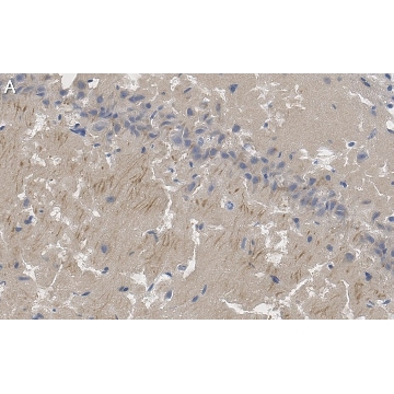 Anti-PSD95 Antibody, clone K28/43 ZooMAb® Mouse Monoclonal，25UL，ZMS1068-25UL，Sigma