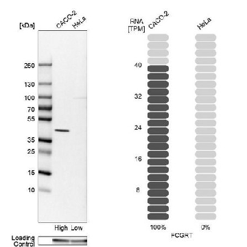 Anti-FCGRT antibody produced in rabbit，100UL，HPA012122-100UL，Sigma