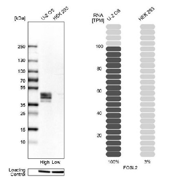 Anti-FOSL2 antibody produced in rabbit，100UL，HPA004817-100UL，Sigma
