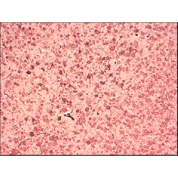 Monoclonal Anti-KCNB1 antibody produced in mouse，100UG，SAB5200055-100UG，Sigma