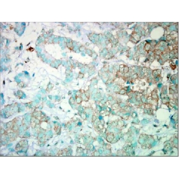 Anti-PIK3CA antibody produced in rabbit，100UL，SAB2701957-100UL，Sigma