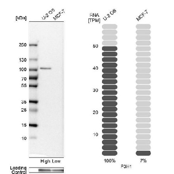 Anti-P3H1 antibody produced in rabbit，100UL，HPA012113-100UL，Sigma