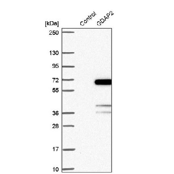 Anti-GDAP2 antibody produced in rabbit，100UL，HPA046185-100UL，Sigma