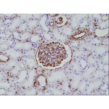 Anti-Vimentin antibody, Rabbit Monoclonal，100UL，SAB5600104-100UL，Sigma
