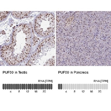 Anti-PUF60 antibody produced in rabbit，100UL，HPA059714-100UL，Sigma