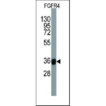 Monoclonal Anti-FGFR4 antibody produced in mouse，100UG，SAB1300137-100UG，Sigma