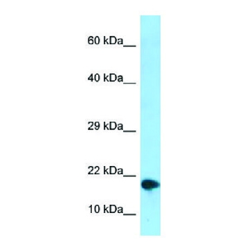 Anti-NUPR1 (C-terminal) antibody produced in rabbit，100UL，SAB2109172-100UL，Sigma