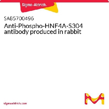 Anti-Phospho-HNF4A-S304 antibody produced in rabbit，100UL，SAB5700496-100UL，Sigma