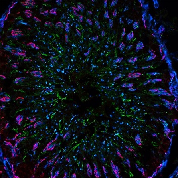 Anti-Rabbit IgG (H+L), CF™488A F(ab′)₂ fragment of antibody produced in goat，0.125ML，SAB4600234-125UL，Sigma