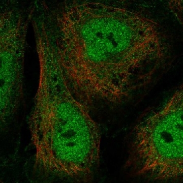 Anti-Gtf2A1L Antibody Produced In Rabbit，1004G，HPA074358-100UL，Sigma