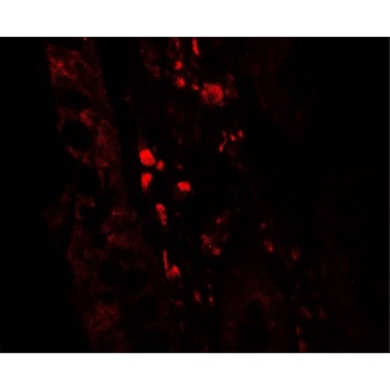 Anti-GLIPR1 antibody produced in rabbit，100UG，SAB3501082-100UG，Sigma