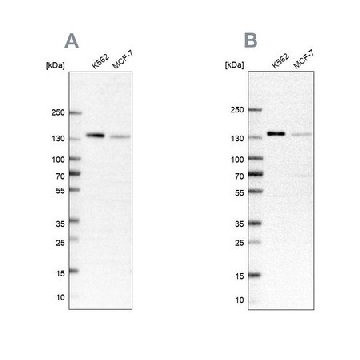 Anti-PRPF40A antibody produced in rabbit，100UL，HPA038272-100UL，Sigma